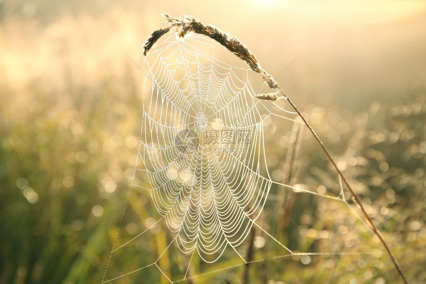 日出期间上的蜘蛛网图片