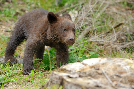 棕熊幼崽在森林里图片