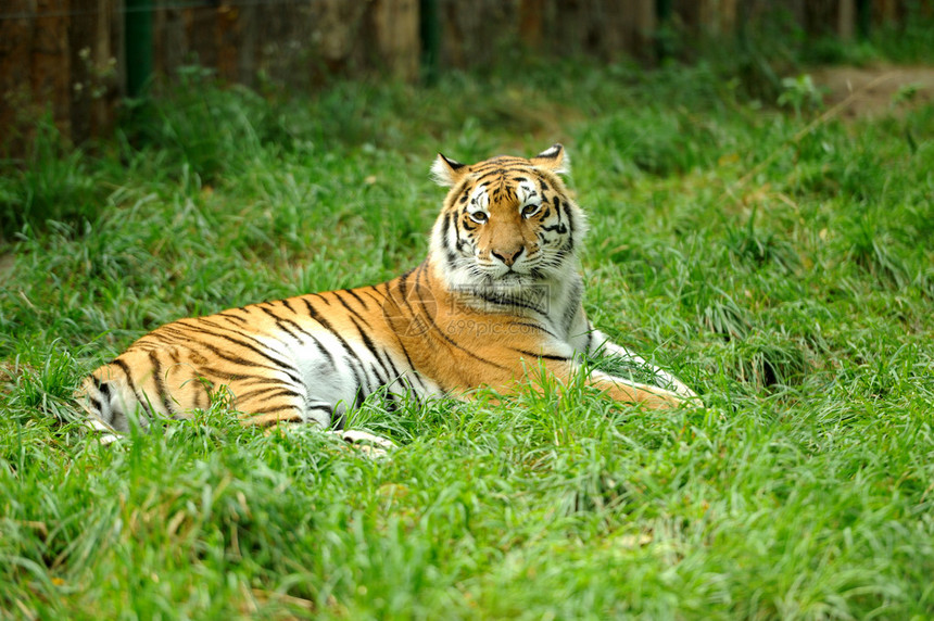 虎在草地上图片