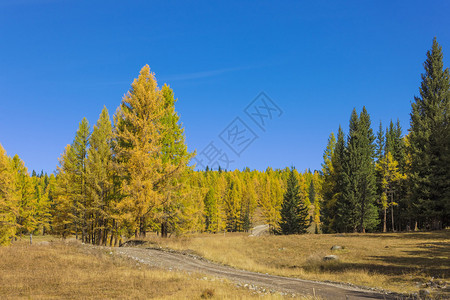 秋季针叶林中的土路图片