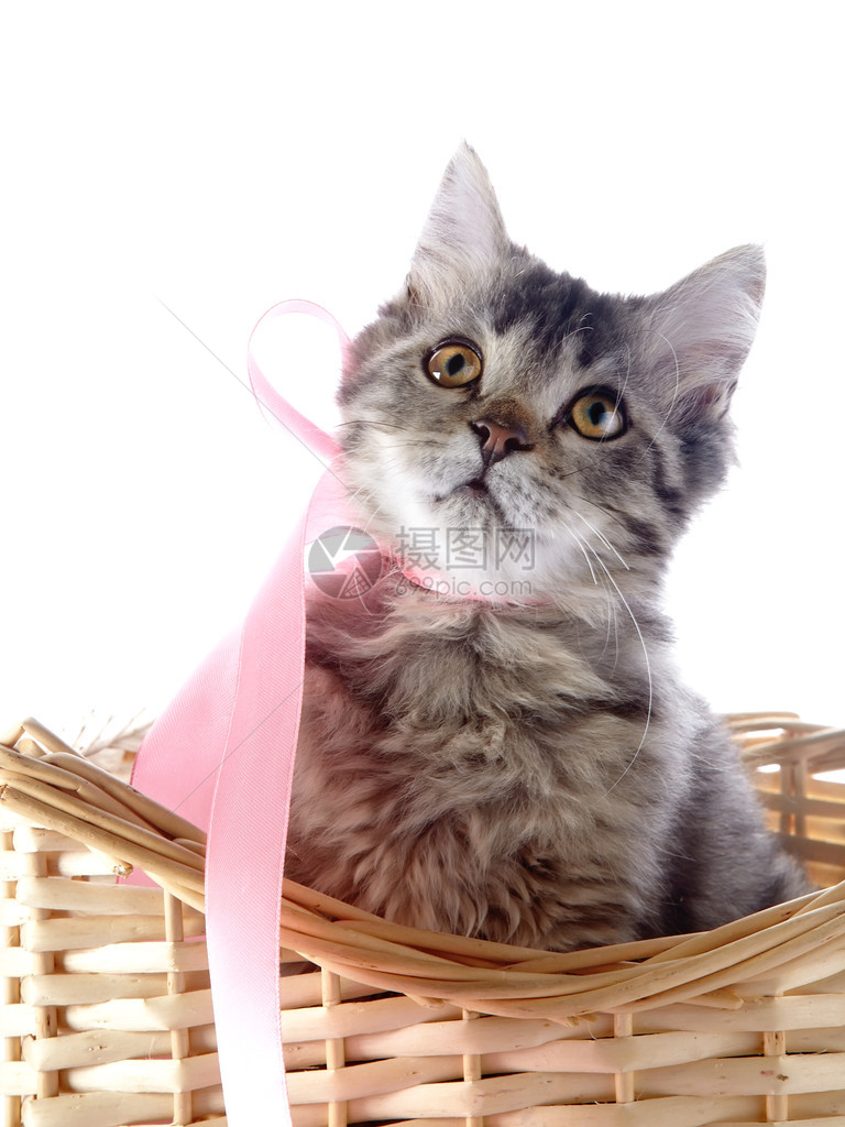 猫在一个金合欢篮子里图片
