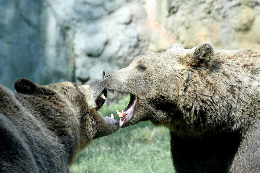 两只凶猛的熊咬了一口奋力抗争把嘴张图片