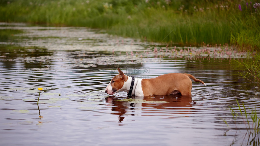 英国斗牛犬纯种狗犬友红色的狗湖中的英国红斗图片