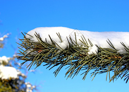 蓝天下的松树枝上的雪图片