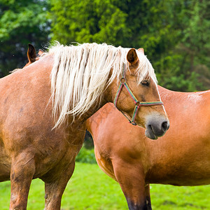 夏季牧场上马的肖像图片