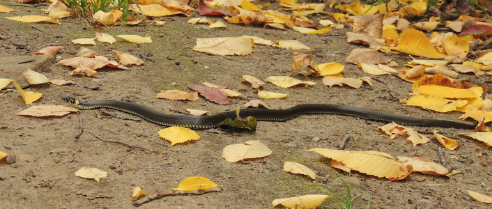 秋叶地上的蛇图片