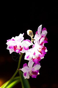 美丽的紫色兰花图片