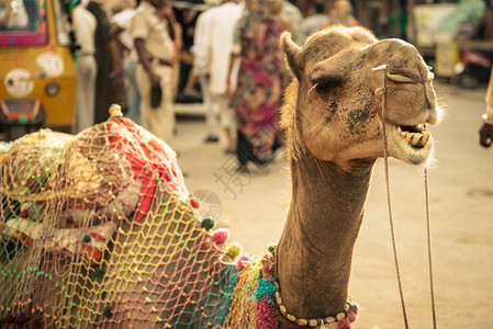 街头的印度骆驼图片
