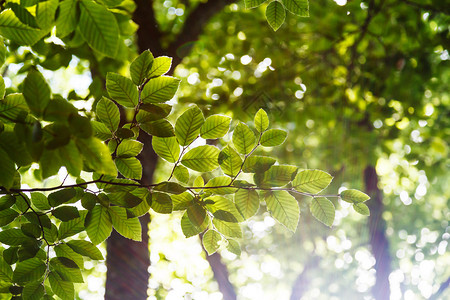森林树枝上的亮绿色叶子背景图片