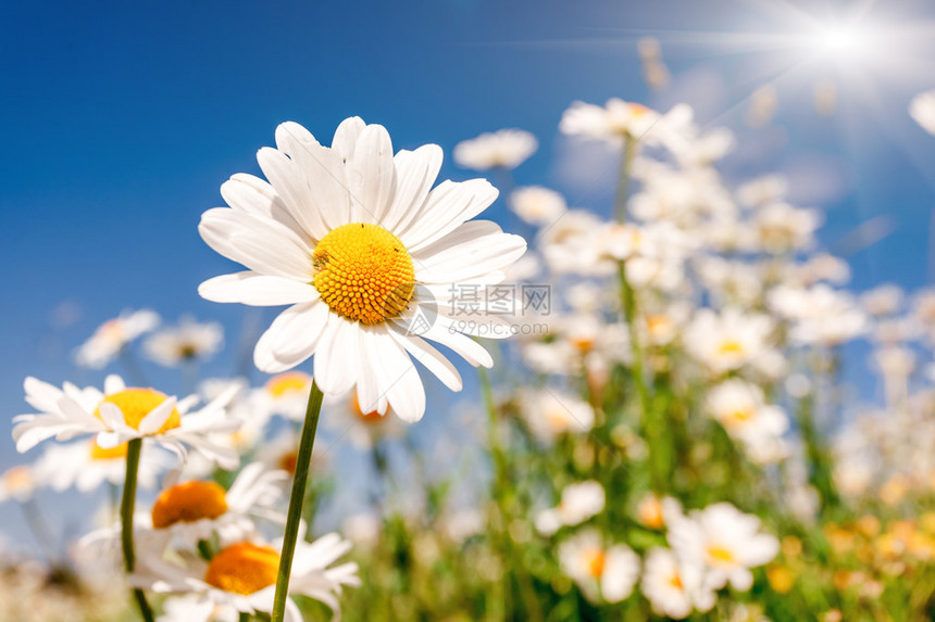 夏天的田野蓝天上有白仙子乌克兰欧图片