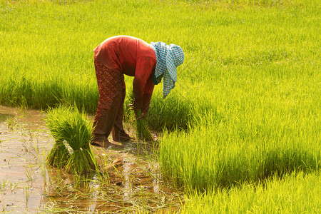 泰国农夫制备水稻幼苗种植图片