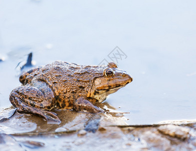 湖中的青蛙图片