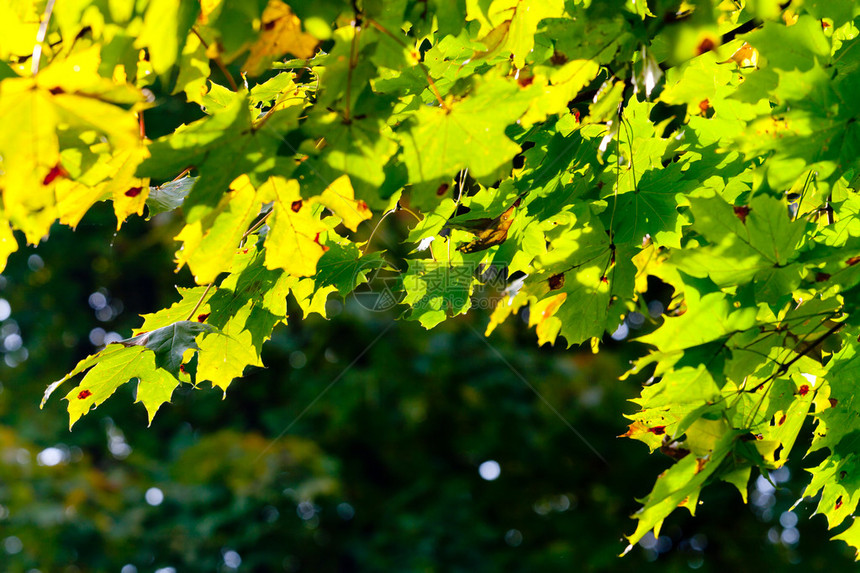 枫叶在秋季森林的树枝上图片