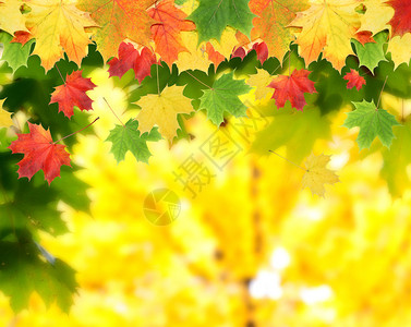 背景模糊的五颜六色的秋叶秋天的概念图片