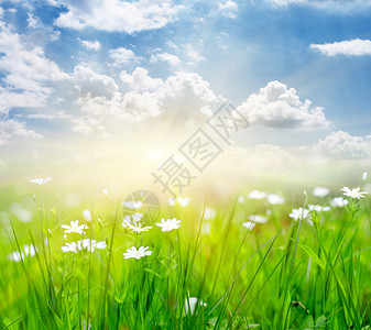 春天的田野鲜花盛开蓝天和阳光图片