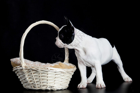 法国斗牛犬与黑色背景上孤立的篮子背景图片