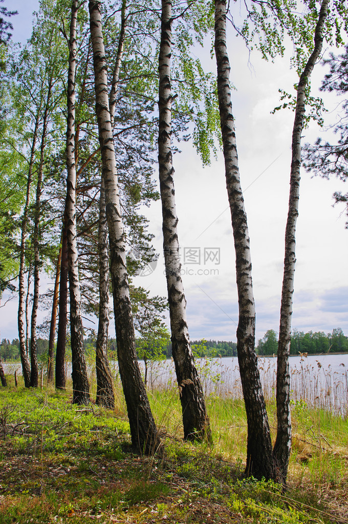 春天湖上的桦树图片