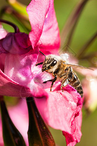 蜜蜂花授粉图片