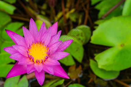 池中绿叶粉红荷花背景图片