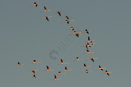 在蓝天背景下飞行的火烈鸟群图片