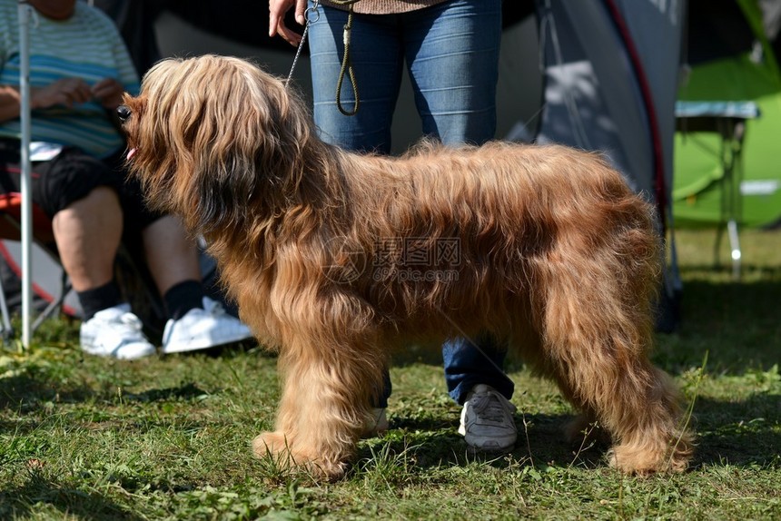 牧羊犬图片