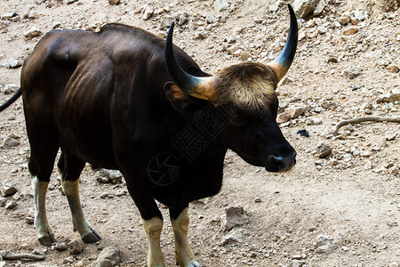 泰国野牛图片