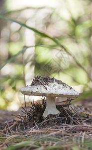 夏末森林中白色飞菌的特写图片