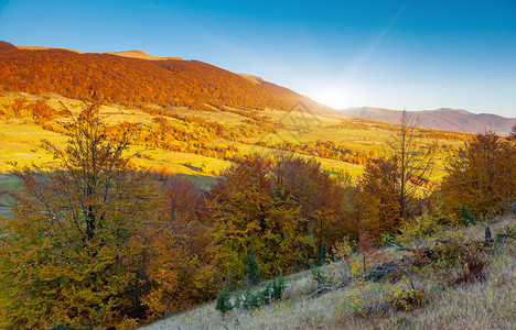 雄伟的早晨山风景与五颜六色的和蓝天秋叶喀尔巴阡图片