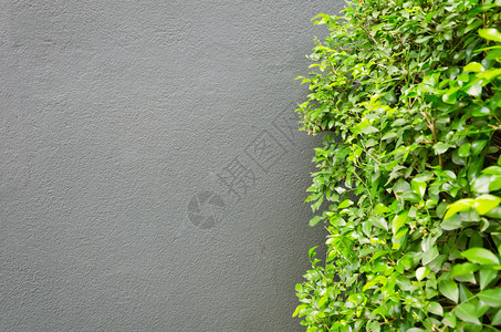 与灰色混凝土墙的绿树图片