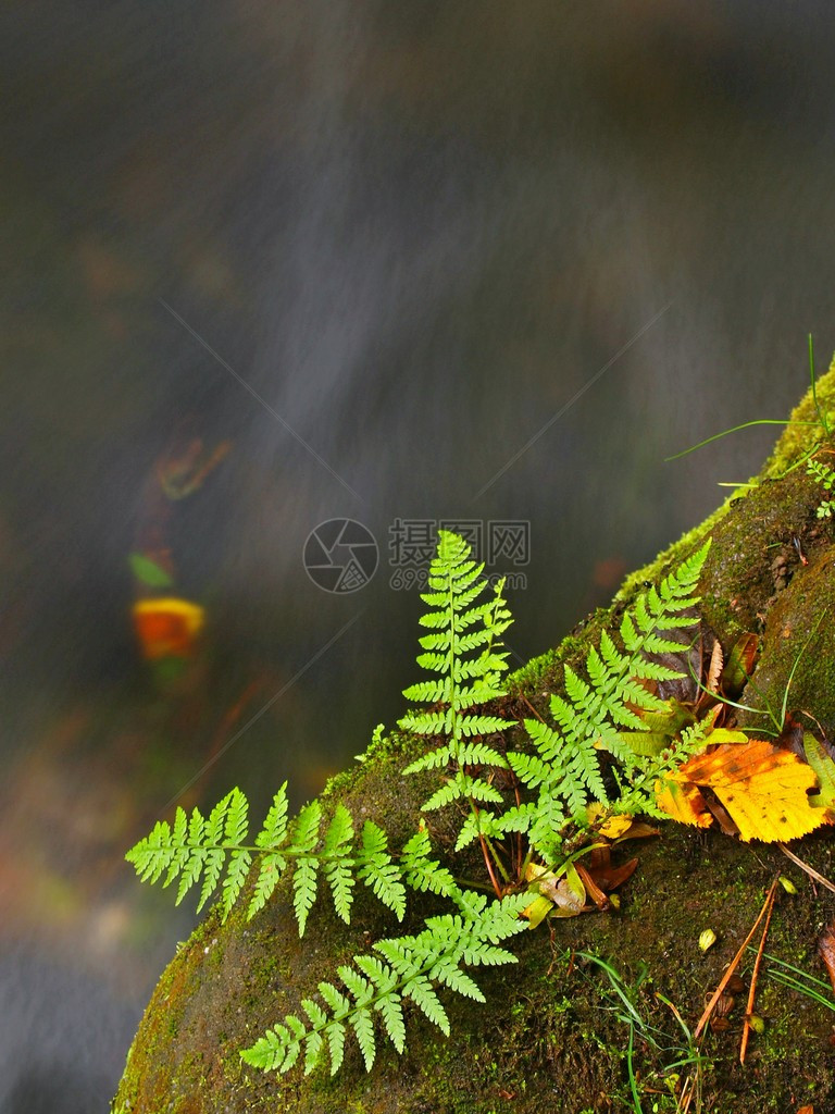 湿蕨茎与黄色白杨和橙色山毛榉树叶在树叶林中图片