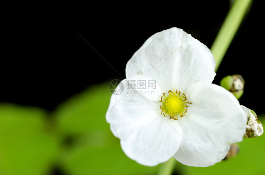 白花和莲花植物图片