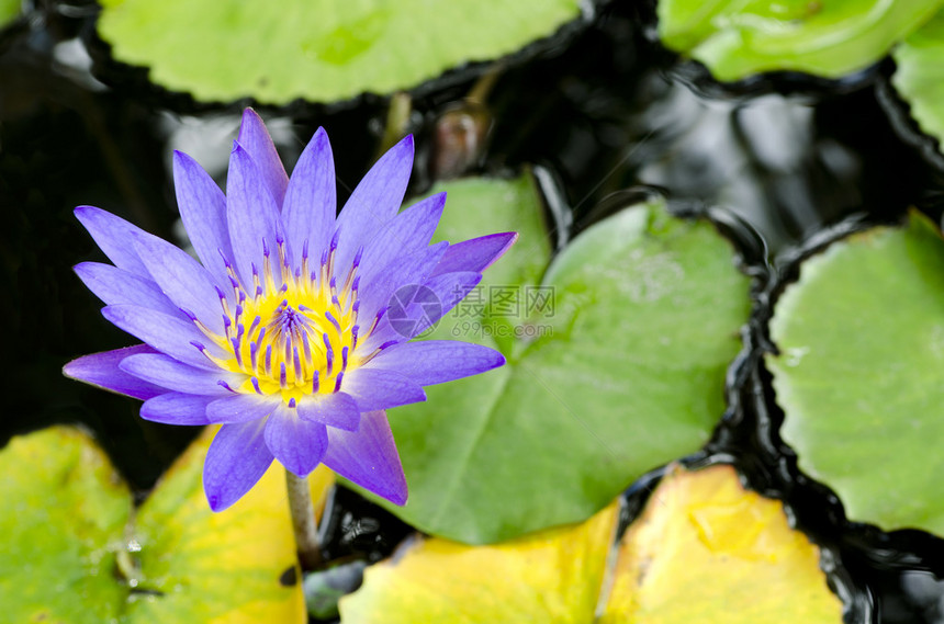 莲花和莲花植物图片