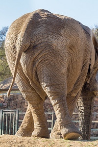 大雄象的后背和后腿在扭动时图片