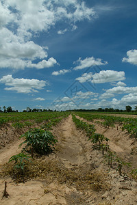 木薯或木薯植物田在泰国图片