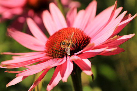 以工作蜜蜂为食用蜜蜂关闭EchinaceaPurp图片