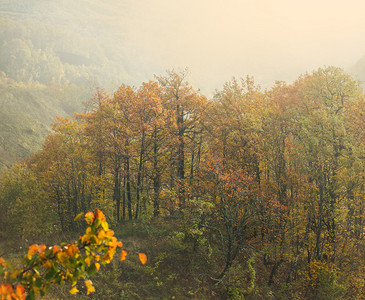 山中雾林的秋季景观图片