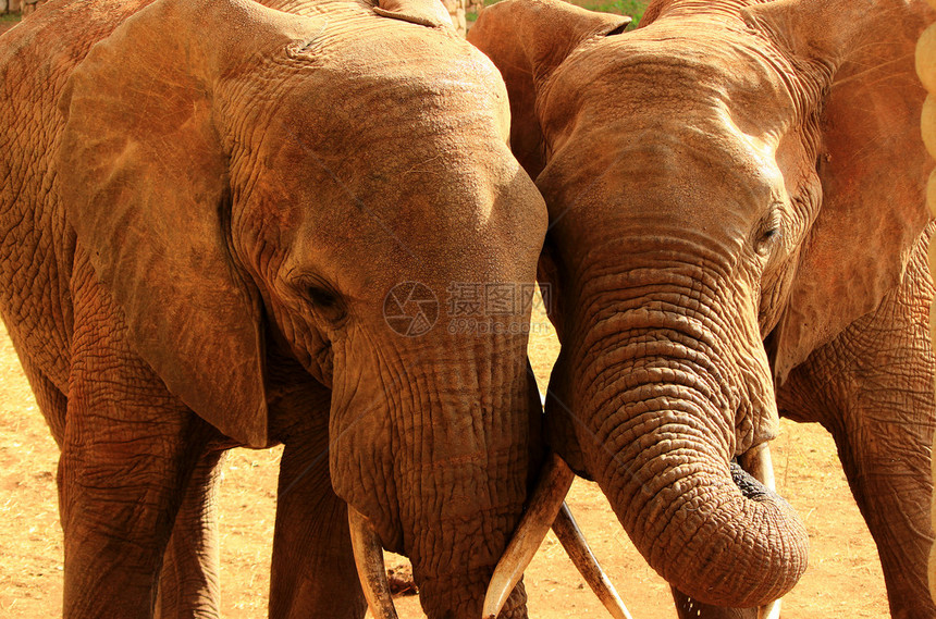 非洲大象爱图片