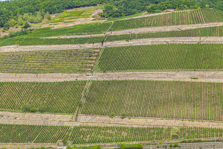 莱茵河谷美丽的葡萄园图片