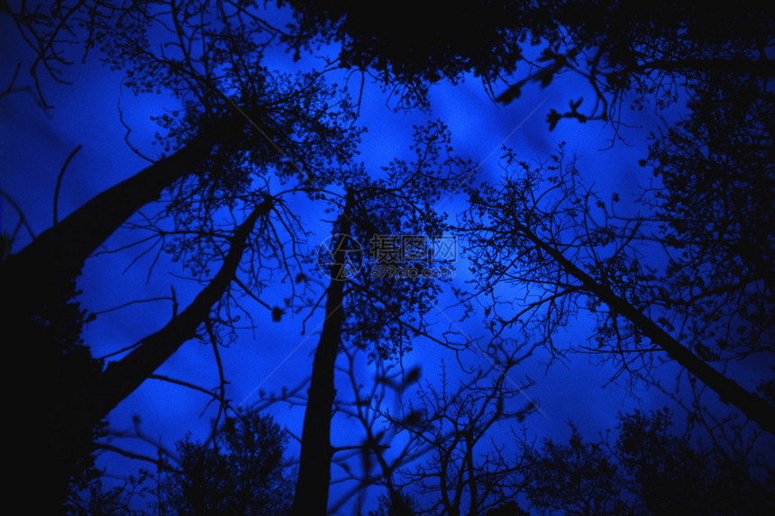 夜间树冠图片