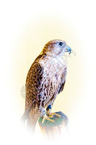 FalconBaloban观赏猎食图片