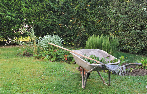 花园里的旧独轮车和耙子图片