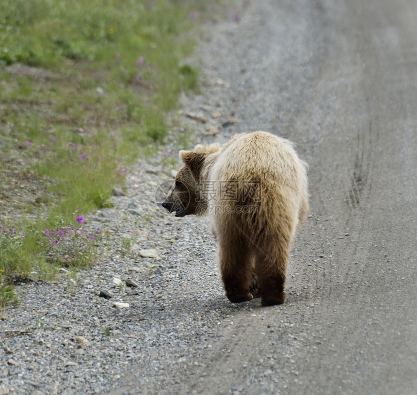 走在路边的棕熊图片