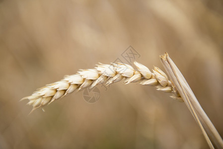 农作物中的谷物植图片