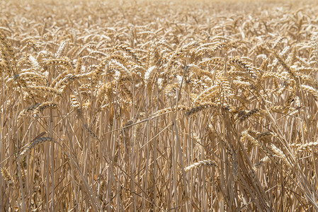 农作物中的谷物植图片