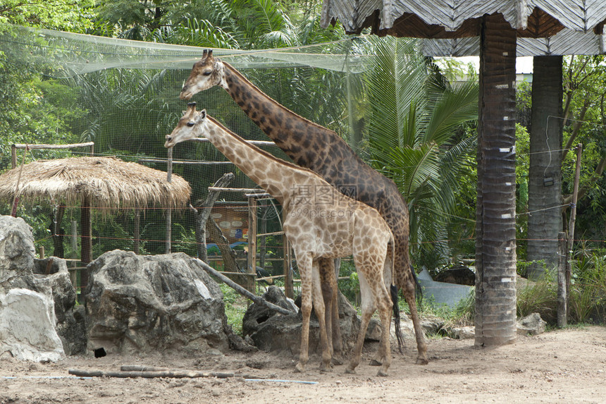 动物园里的两只大长颈鹿图片