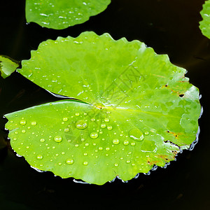 莲叶上滴水图片