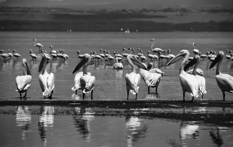 肯尼亚Nakuru湖纳库鲁公园图片