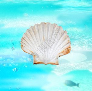 海背景上的贝壳图片