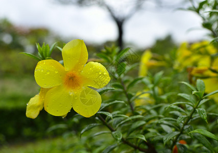 雨后黄芙蓉花和水滴的特写高清图片