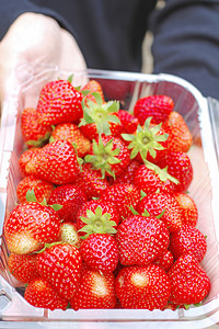 手边盒子里的新鲜红草莓图片
